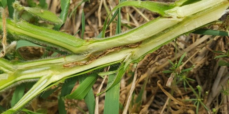 Advierte el INTA sobre una nueva plaga: Éramos pocos y llegó la mosca del tallo a los cultivos de soja