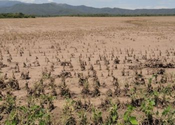 Crónicas robadas: “Por la sequía, el agro salteño está a días de un desastre”