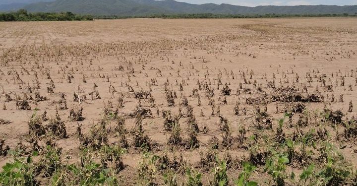 Crónicas robadas: “Por la sequía, el agro salteño está a días de un desastre”