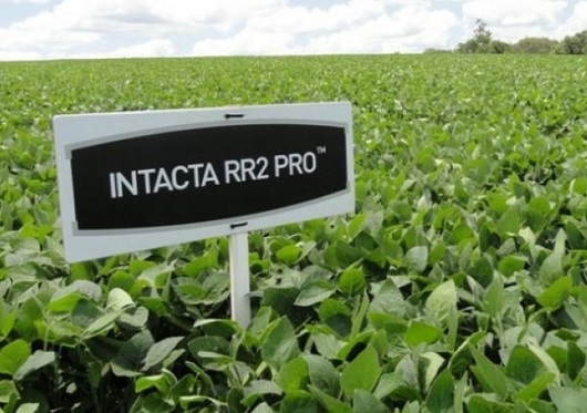 ¡Larga vida al Bolsatech! Seguirán por otro año los controles a la semilla de soja en busca de una tecnología de la ex Monsanto