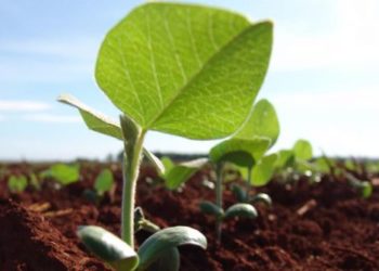 Agroempresas: Rizobacter y Santa Rosa semillas, dos que picaron en punta en el mercado internacional