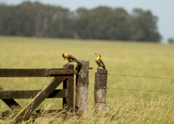 Siete pecados capitales: O siete impactos negativos que las retenciones dejan en la economía del interior