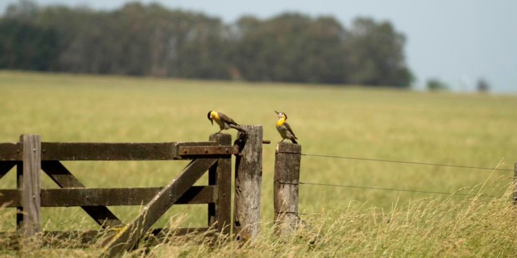 Siete pecados capitales: O siete impactos negativos que las retenciones dejan en la economía del interior
