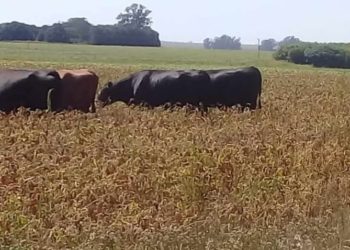 Mientras el gobierno calcula cuánto cobrará por la soja, la seca y el calor “queman” los cultivos y amenazan la cosecha