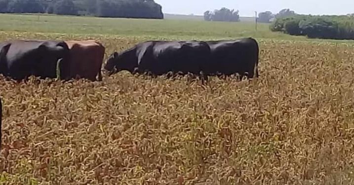 Mientras el gobierno calcula cuánto cobrará por la soja, la seca y el calor “queman” los cultivos y amenazan la cosecha