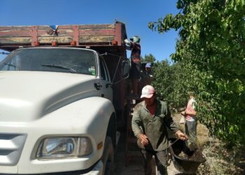¡A cosechar que se acaba el mundo! Piden al gobierno que no ponga freno a las tareas agropecuarias