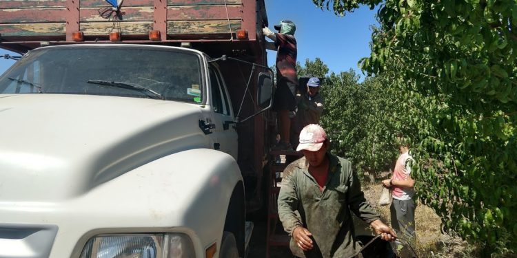 ¡A cosechar que se acaba el mundo! Piden al gobierno que no ponga freno a las tareas agropecuarias