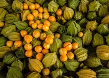 Ensayos en Tucumán: Es la hora de “la uchuva”, una pariente lejana del tomate y la berenjena