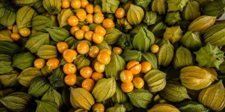 Ensayos en Tucumán: Es la hora de “la uchuva”, una pariente lejana del tomate y la berenjena