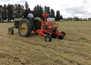 Investigación del INTA: El zapallo ahora también se siembra en directa