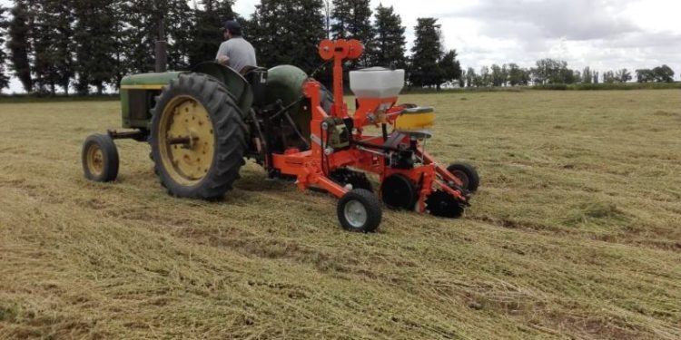 Investigación del INTA: El zapallo ahora también se siembra en directa