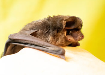 Coronavirus: Afirman que los murciélagos no tienen nada que ver con la pandemia