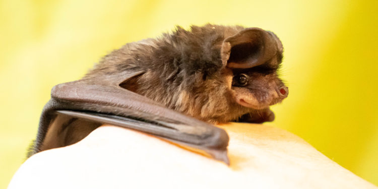 Coronavirus: Afirman que los murciélagos no tienen nada que ver con la pandemia