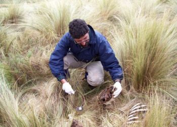 Gustavo Aprile: “El puma no ataca el ganado si tiene vizcachas y corzuelas para comer”