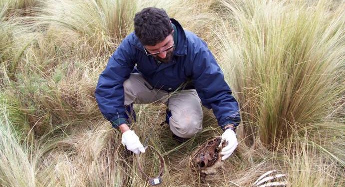 Gustavo Aprile: “El puma no ataca el ganado si tiene vizcachas y corzuelas para comer”