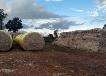 Falta cosechar todavía el 50% del algodón, pero muchos productores no tienen la plata para hacerlo ni quien se los compre