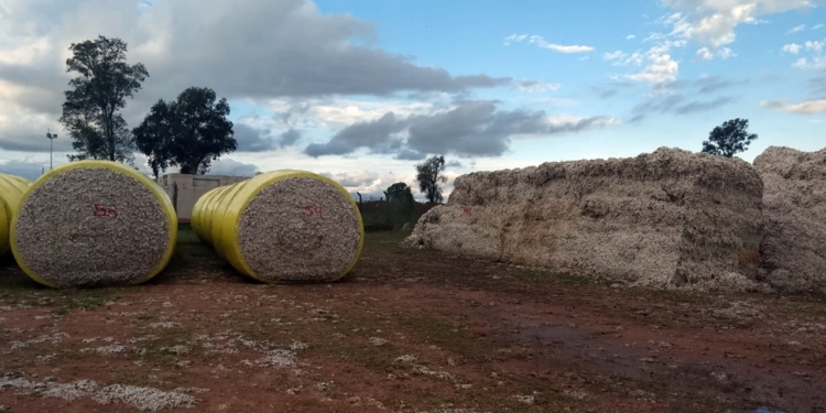 Falta cosechar todavía el 50% del algodón, pero muchos productores no tienen la plata para hacerlo ni quien se los compre