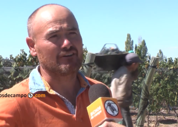 Claudio Giusti explica por que un productor no disfruta cosechar el mejor malbec del mundo: No sabe cuánto cobrará ni si cubrirá sus costos