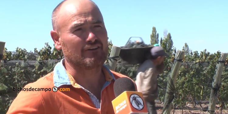 Claudio Giusti explica por que un productor no disfruta cosechar el mejor malbec del mundo: No sabe cuánto cobrará ni si cubrirá sus costos