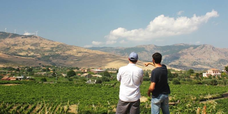 Sabores y saberes: Con sus vinos “Cara Sur”, Pancho y Sebastián rescatan antiguos parrales y técnicas tradicionales del valle de Calingasta
