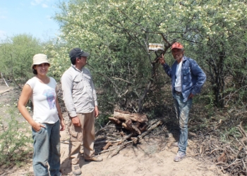 Abejas nativas y sin aguijón: Aportan una miel distinta y abren una posibilidad para pequeños productores