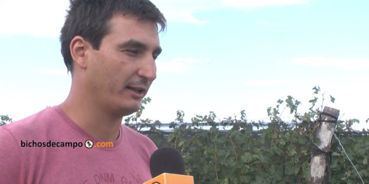 Sebastián Guizzo relata la encrucijada del productor de vid: Sin demanda ni precio y cobrando a los premios