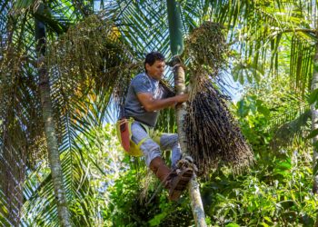 Proyecto Jejy’a: Comer el fruto y no el palmito, para conjugar la producción y la conservación del monte