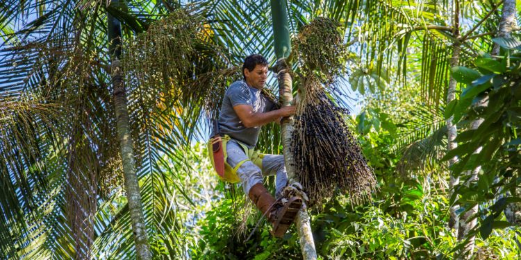 Proyecto Jejy’a: Comer el fruto y no el palmito, para conjugar la producción y la conservación del monte