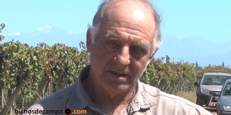 Juan Carlos Amar lleva una vida entre viñedos: “Hace tres años que la vendimia no es una fiesta”, se lamenta