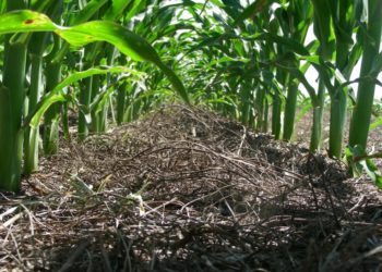 Cultivos de servicio: En el INTA Marcos Juárez, el maíz sobre vicia les rindió más que con barbecho previo