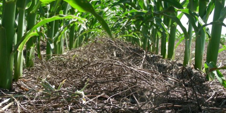 Cultivos de servicio: En el INTA Marcos Juárez, el maíz sobre vicia les rindió más que con barbecho previo