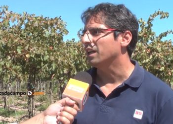 Raúl Novello, economista del INTA: “El mercado de la uva es un oligopsonio con abuso de posición dominante”
