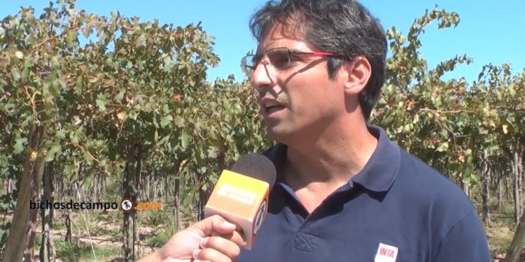 Raúl Novello, economista del INTA: “El mercado de la uva es un oligopsonio con abuso de posición dominante”