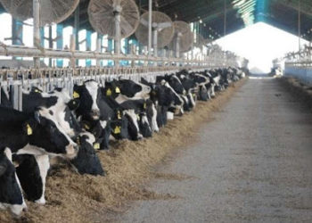 AgroEmpresas: Adecoagro busca aumentar su producción de leche, mientras las tabacaleras se declaran en emergencia