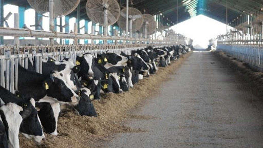 AgroEmpresas: Adecoagro busca aumentar su producción de leche, mientras las tabacaleras se declaran en emergencia