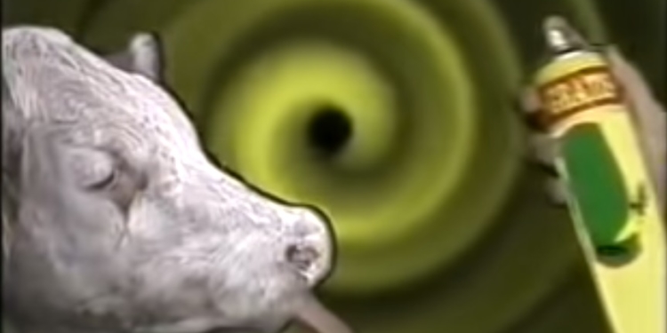 Bailando en la Sociedad Rural: Una exposición en dudas, problemas económicos y un potente candidato opositor