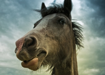 Todo bicho que camina va a parar al asador, incluyendo los caballos: En 2019 se faenaron 104 mil ejemplares