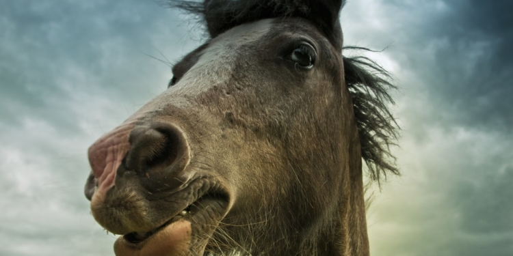 Todo bicho que camina va a parar al asador, incluyendo los caballos: En 2019 se faenaron 104 mil ejemplares