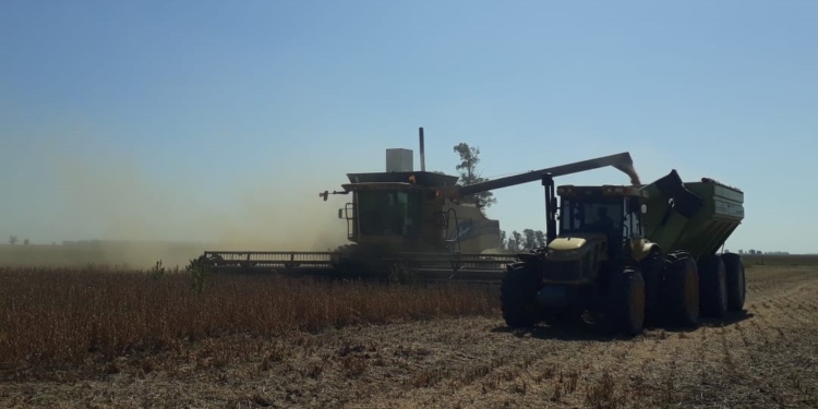 Jorge ya cosechó su soja en Pergamino y volvió a hacer cálculos: Fue mucho peor de lo que proyectaba