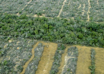 En el día de la Tierra, Greenpeace denunció que en lo que va de cuarentena se desmontaron más de 200 hectáreas por día