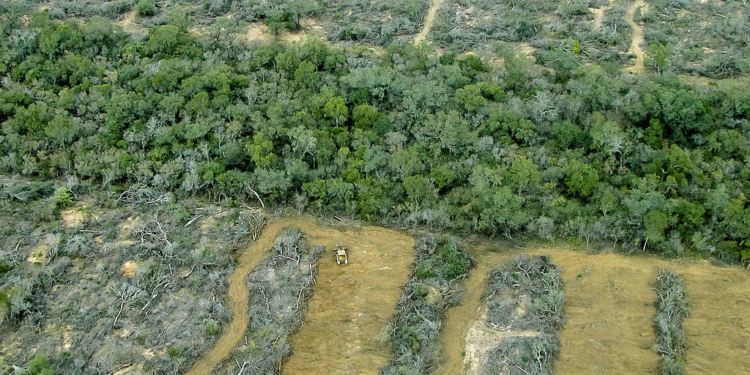 En el día de la Tierra, Greenpeace denunció que en lo que va de cuarentena se desmontaron más de 200 hectáreas por día
