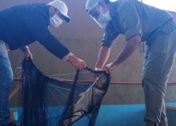 En Misiones arrancó la “cosecha de peces”, para atender la demanda en Semana Santa