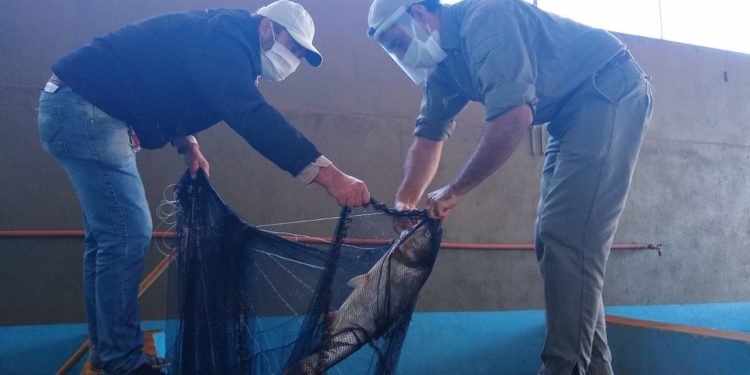 En Misiones arrancó la “cosecha de peces”, para atender la demanda en Semana Santa