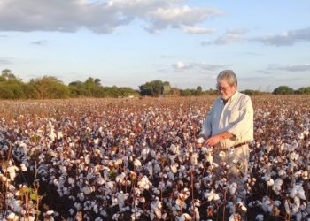 Ernesto Iván cosecha su algodón, pero advirtió que por la crisis sanitaria “no tenemos a quien venderle la fibra”