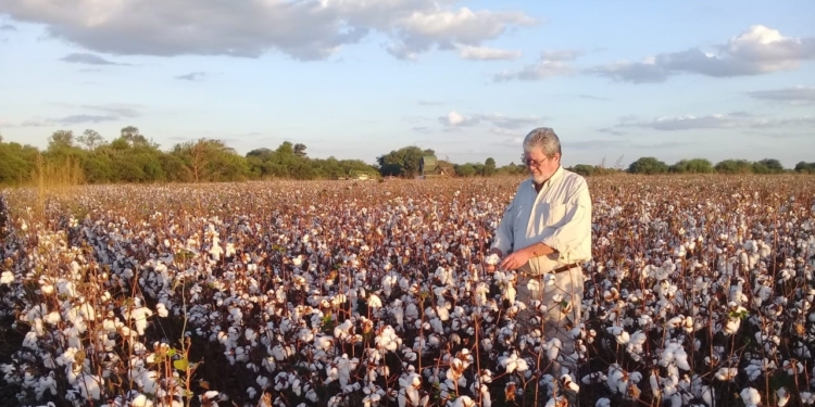 Ernesto Iván cosecha su algodón, pero advirtió que por la crisis sanitaria “no tenemos a quien venderle la fibra”