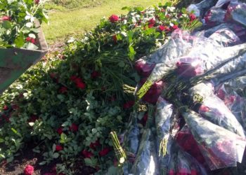 Desesperado pedido de los productores de flores y plantas: Por la cuarentena se tiran toneladas de mercadería