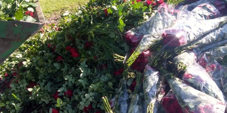Desesperado pedido de los productores de flores y plantas: Por la cuarentena se tiran toneladas de mercadería