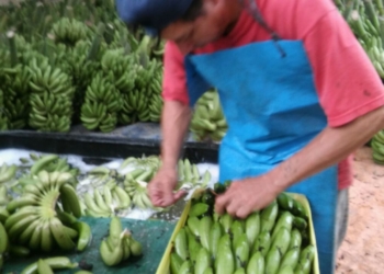 País bananero: Los productores de la fruta en Formosa le piden a un intendente que establezca un “Precio Mínimo de Referencia Obligatorio”