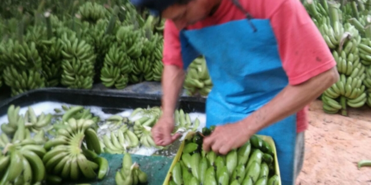 País bananero: Los productores de la fruta en Formosa le piden a un intendente que establezca un “Precio Mínimo de Referencia Obligatorio”