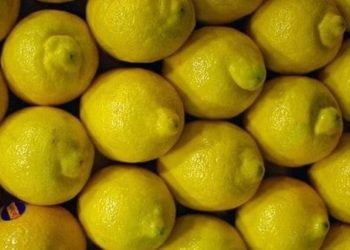 A ver si guardamos distancia: En medio de la cuarentena, comenzó la cosecha de limón